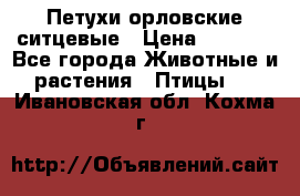Петухи орловские ситцевые › Цена ­ 1 000 - Все города Животные и растения » Птицы   . Ивановская обл.,Кохма г.